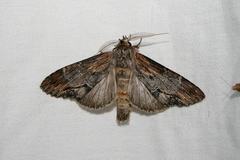 Dasylophia thyatiroides