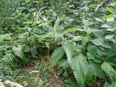 Urtica dioica dioica