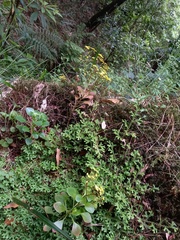 Aichryson divaricatum