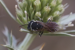 Hylaeus variegatus