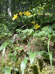 Hieracium bifidum