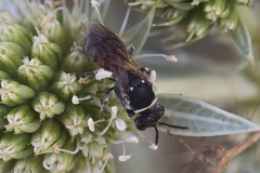 Hylaeus variegatus
