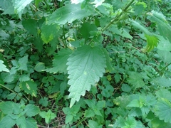 Urtica dioica dioica
