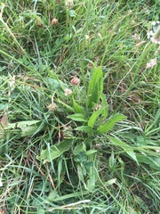 Plantago lanceolata