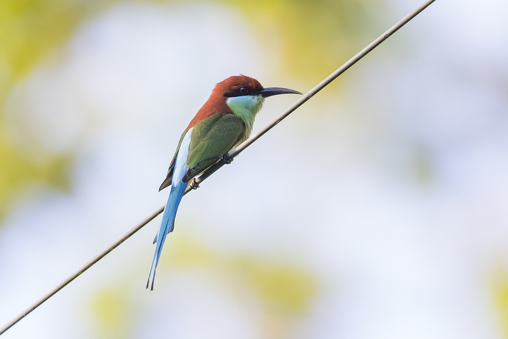 Rufous-crowned Bee-eater photo