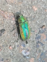 Lamprodila rutilans