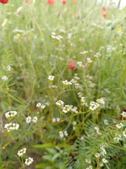 Valerianella dentata
