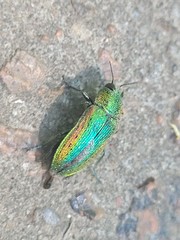 Lamprodila rutilans