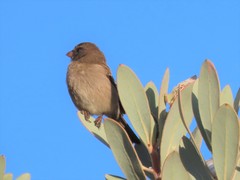 Crithagra leucoptera