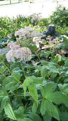 Filipendula rubra