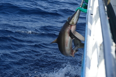 Carcharhinus falciformis