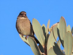 Crithagra leucoptera