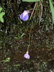 Utricularia smithiana