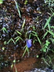 Utricularia smithiana