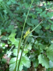 Carex depauperata