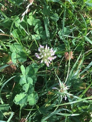 Trifolium repens