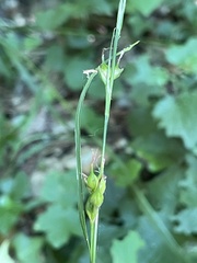 Carex depauperata