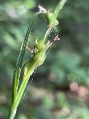 Carex depauperata