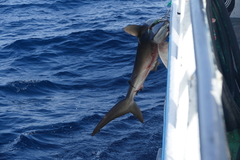 Carcharhinus falciformis