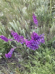 Oxytropis kasakorum
