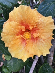 Hibiscus rosa-sinensis