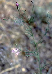 Centaurea paniculata