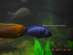 Placidochromis electra