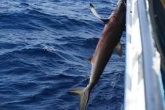 Carcharhinus falciformis