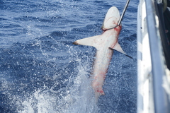 Carcharhinus falciformis