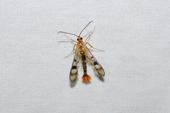 Synanthedon acerni