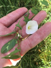 Convolvulus arvensis