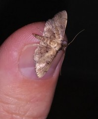Nacoleia charesalis