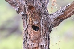 Melanerpes formicivorus