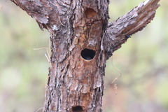 Melanerpes formicivorus