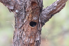 Melanerpes formicivorus