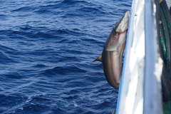 Carcharhinus falciformis