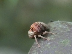 Phaeopholus ornatus