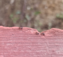 Crematogaster scutellaris