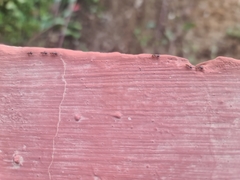 Crematogaster scutellaris