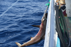 Carcharhinus falciformis