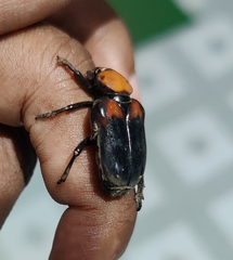 Clinterocera bicolor