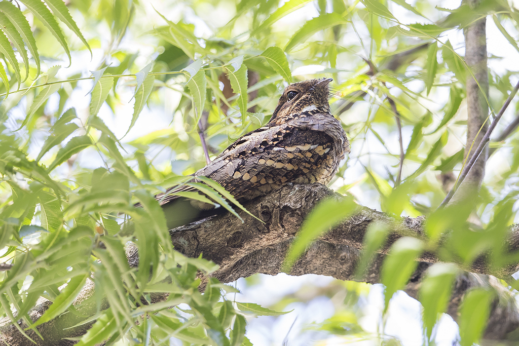Philippine Nightjar photo