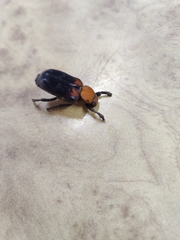 Clinterocera bicolor