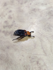 Clinterocera bicolor