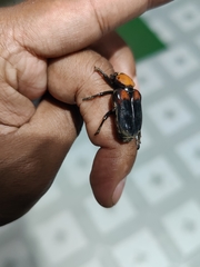 Clinterocera bicolor