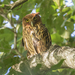 Philippine Eagle-Owl - Photo (c) matthewkwan, some rights reserved (CC BY-ND), uploaded by matthewkwan