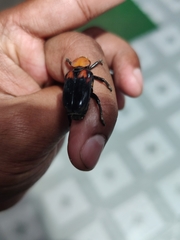 Clinterocera bicolor