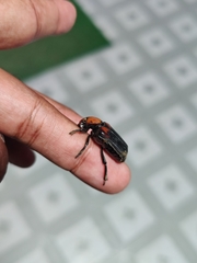 Clinterocera bicolor