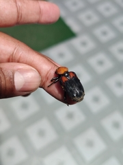 Clinterocera bicolor