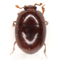 Acritus attaphilus